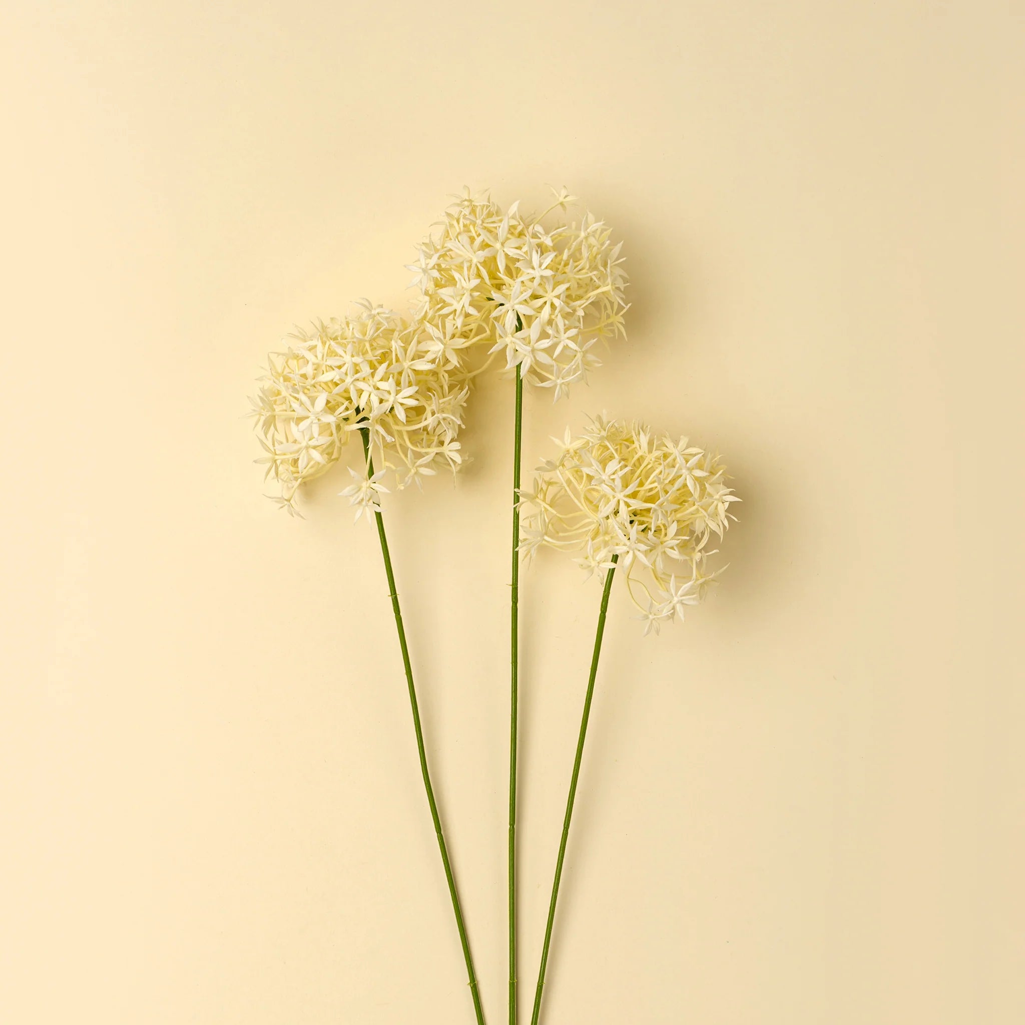 Tige d'Allium Crème - Indaba