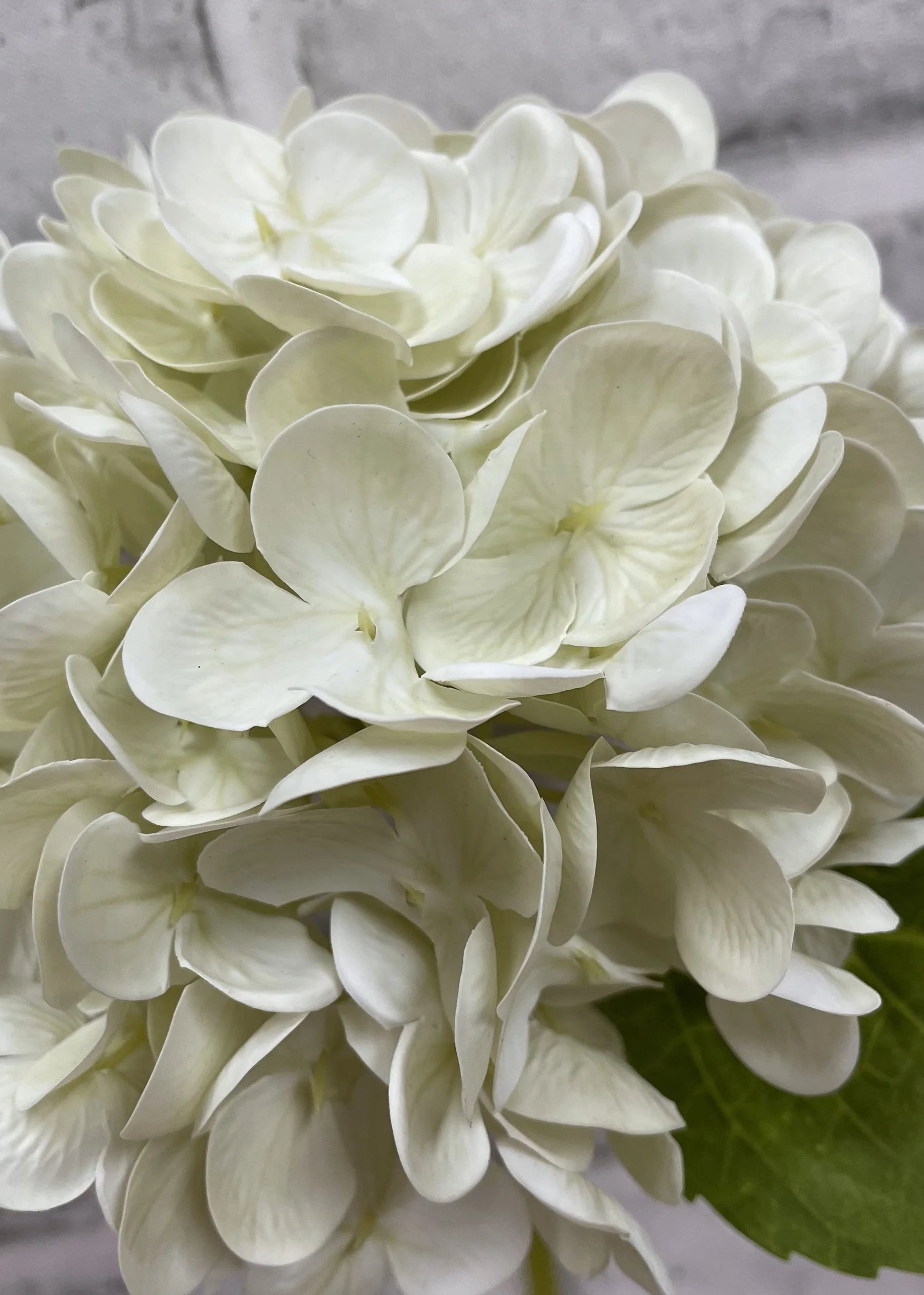 TIGE D’HORTENSIA 12" - Tri W Import