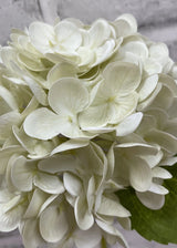 TIGE D’HORTENSIA 12" - Tri W Import