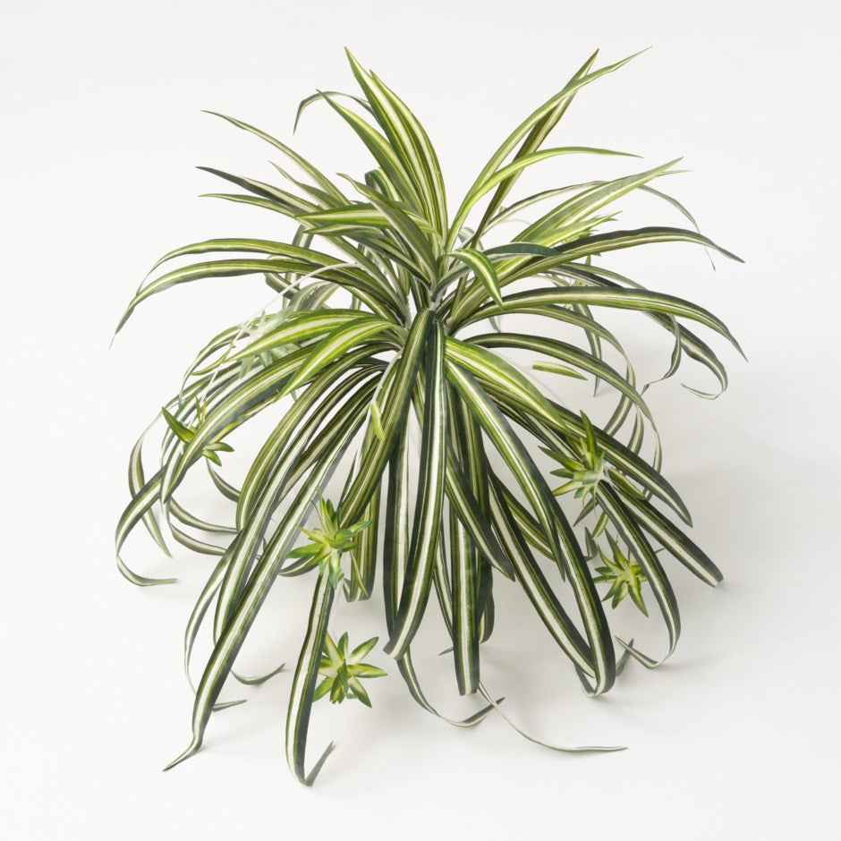 Bouquet de Plante Araignée