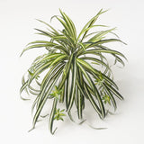 Bouquet de Plante Araignée