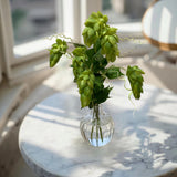 Bouquet de Houblon Vert - Tri W Import