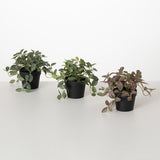 Plantes en pot - Fittonia