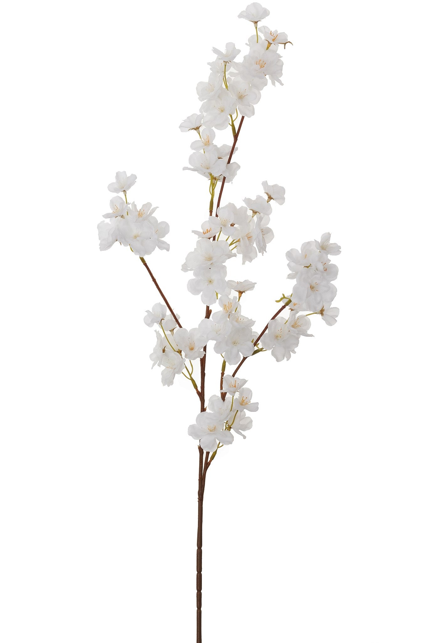 Branche de Fleurs de Cerisier - ADV