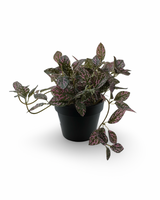 Plantes en pot - Fittonia