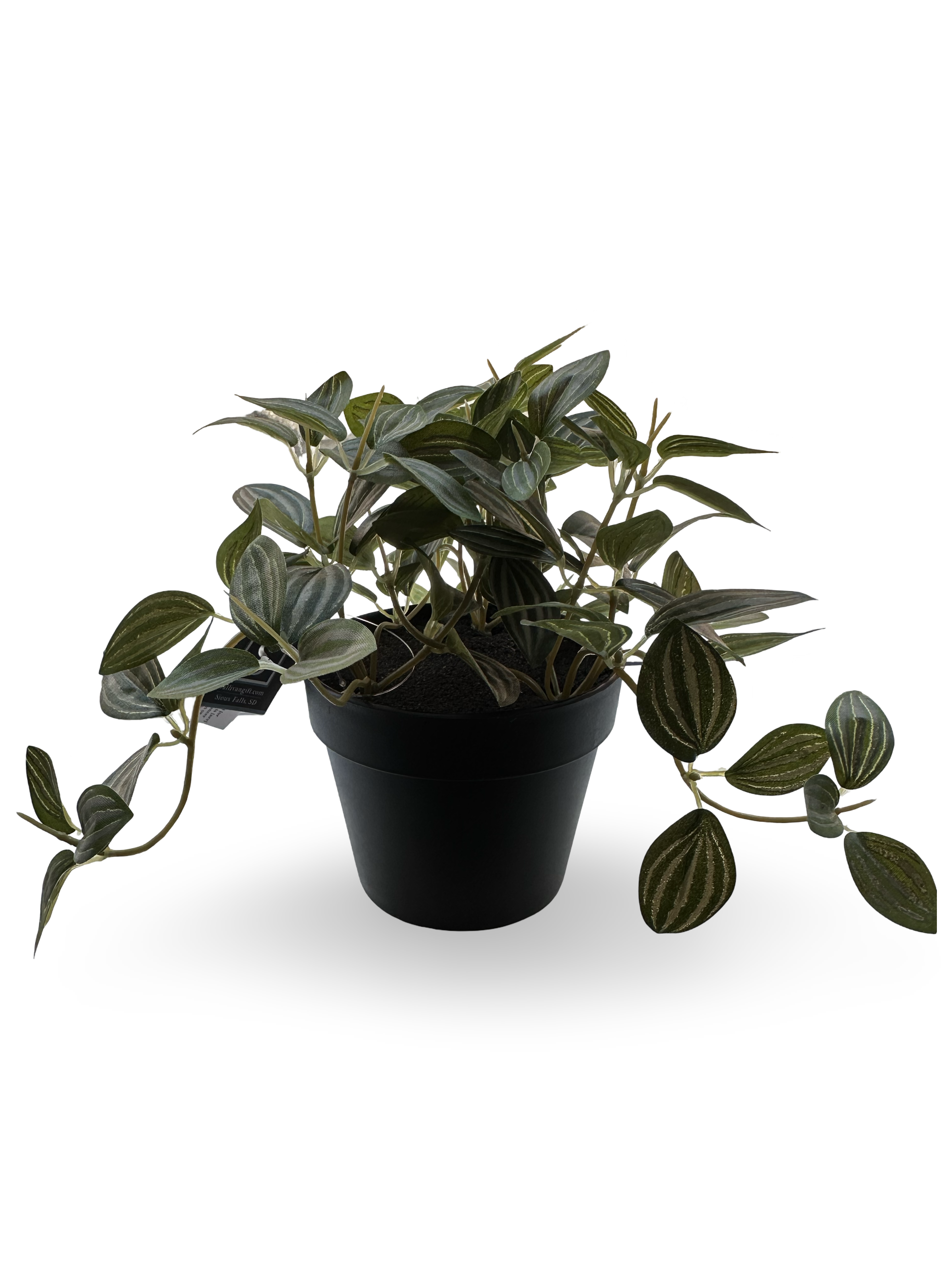 Plantes en pot - Fittonia