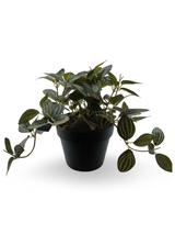 Plantes en pot - Fittonia