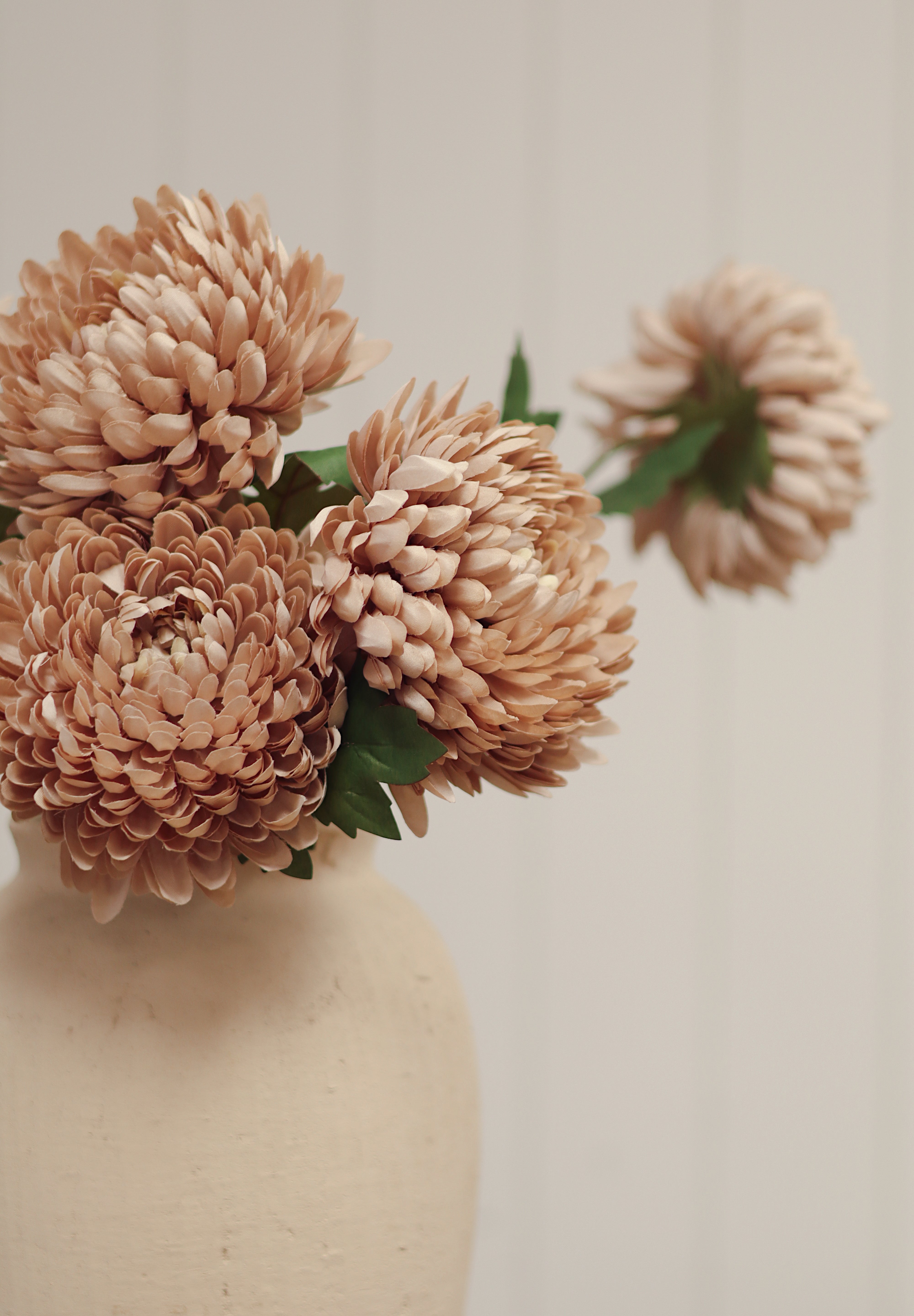 Tige Chrysanthème rosée