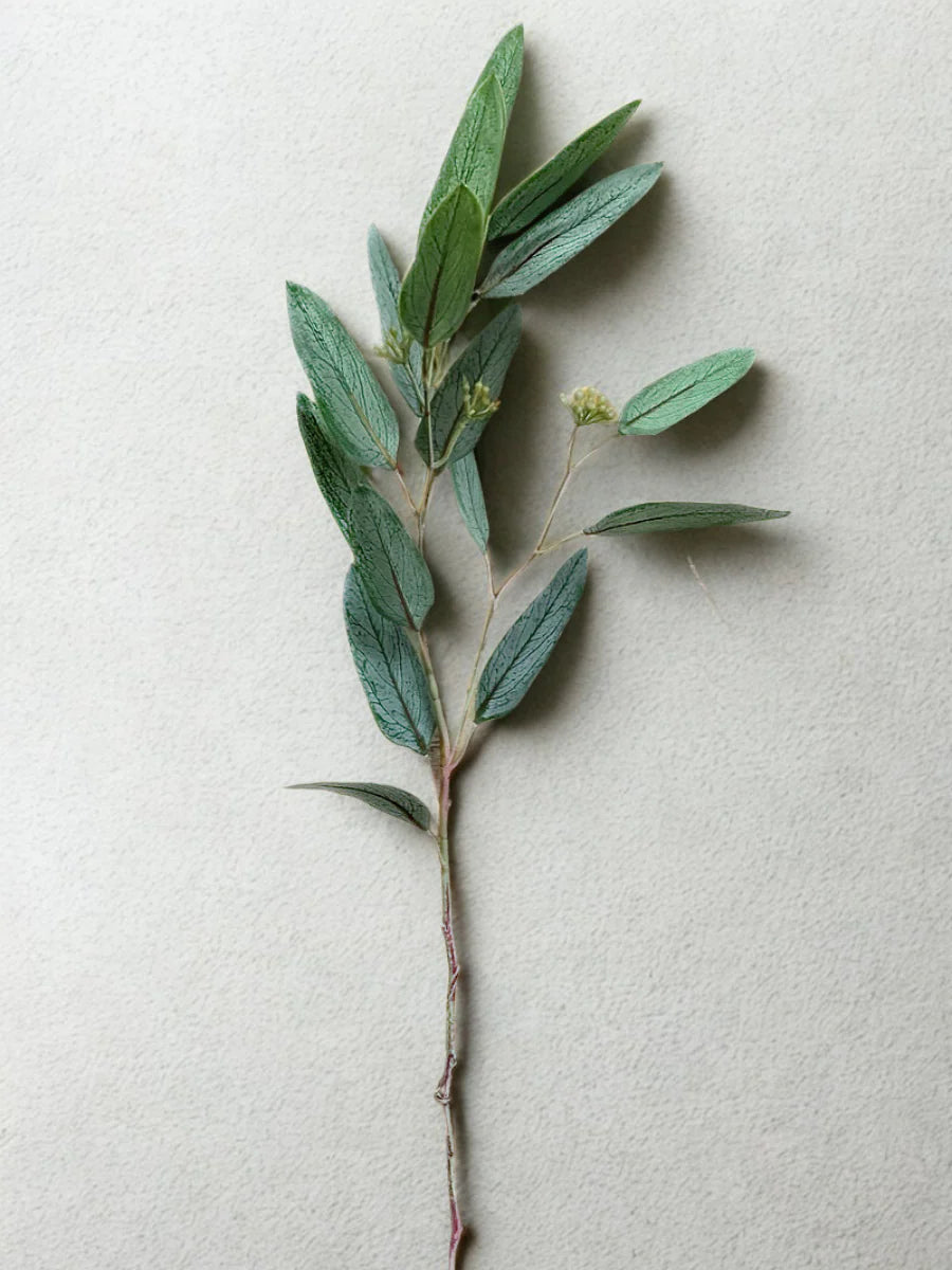 Branche de Saule et Eucalyptus