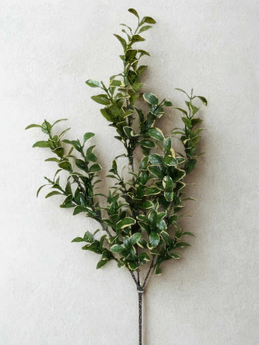 Branche de Fusain