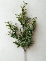 Branche de Fusain