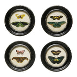 Cadre papillons- Design Home