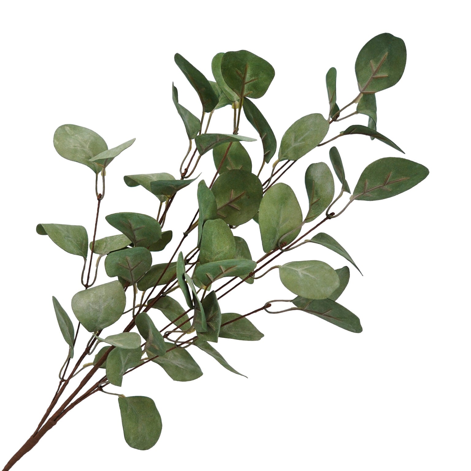 Tige d'Eucalyptus 30" - XM-HH4691