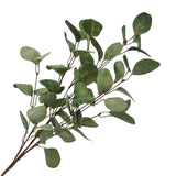 Tige d'Eucalyptus 30" - XM-HH4691