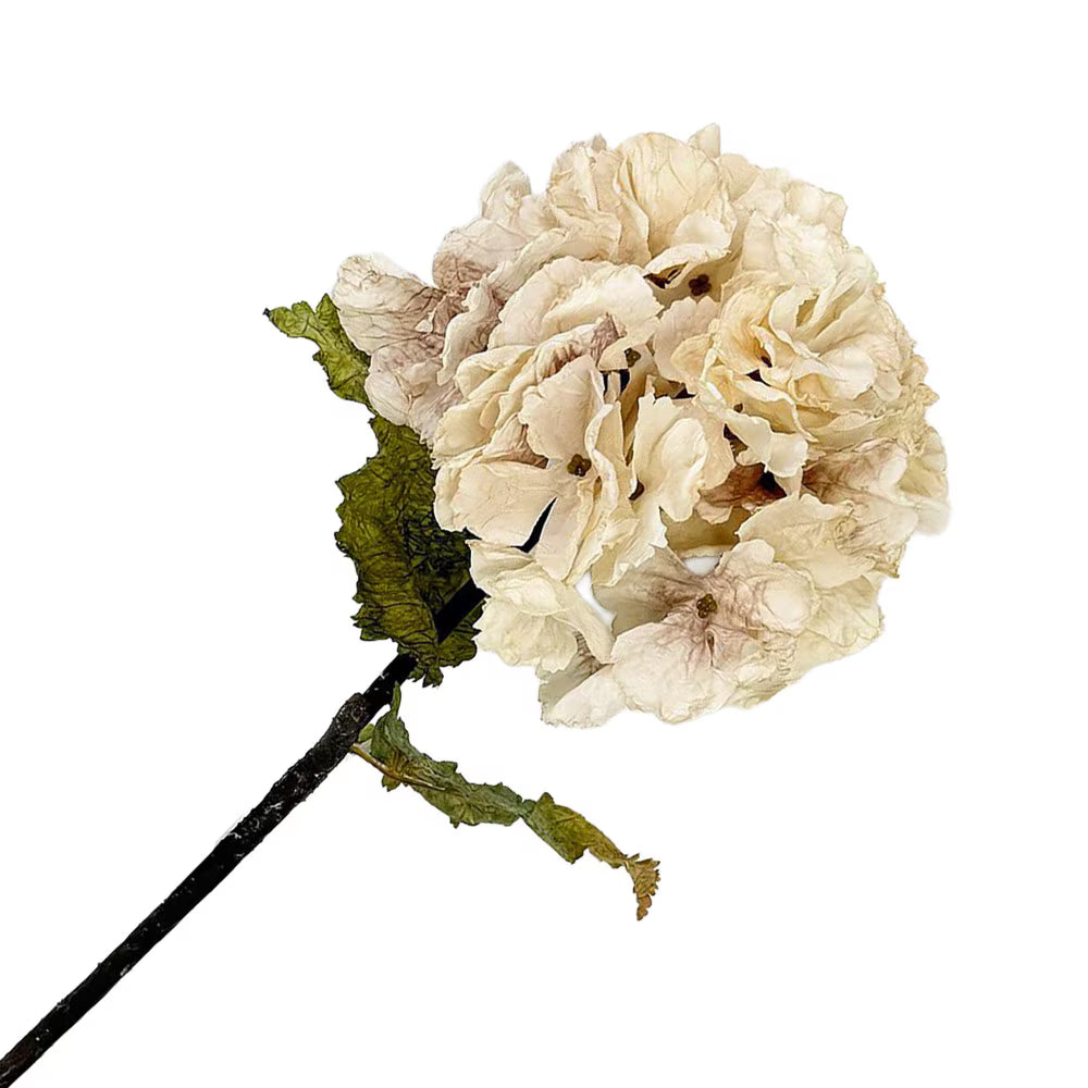 HORTENSIA D’AUTOMNE TIGE SÉCHÉE 22" BLANC CRÈME VINTAGE
