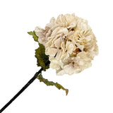 HORTENSIA D’AUTOMNE TIGE SÉCHÉE 22" BLANC CRÈME VINTAGE