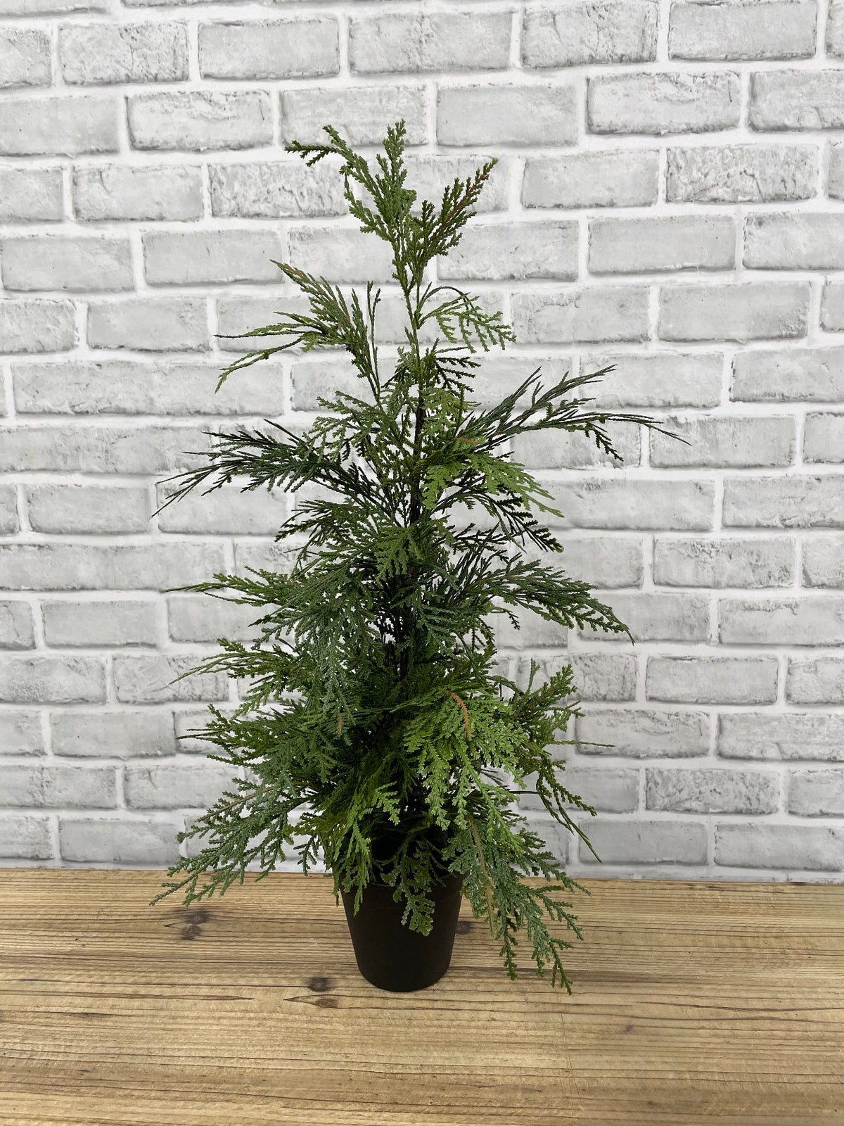 Cèdre blanc du Nord « Fresh Touch » de 61 cm (24 po) dans un pot en plastique noir