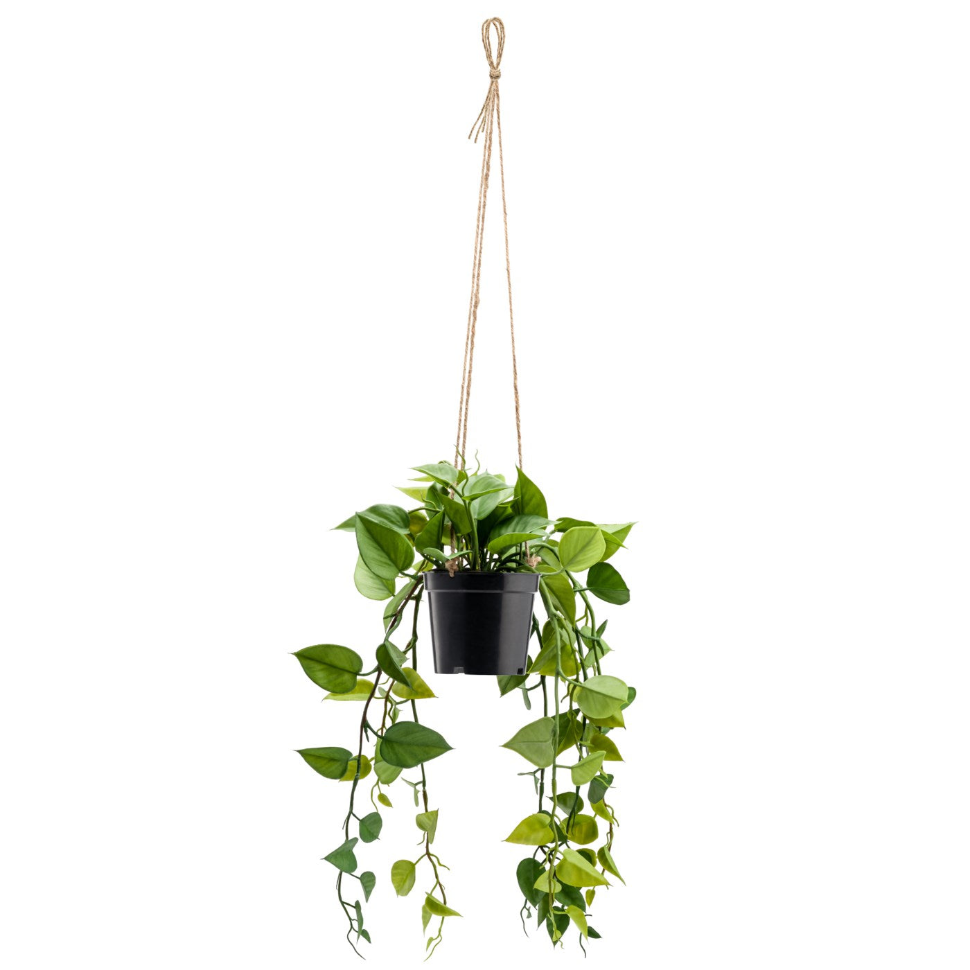 Plante lierre suspendue
