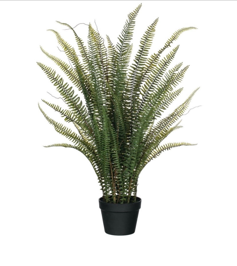 Fougère en pot
