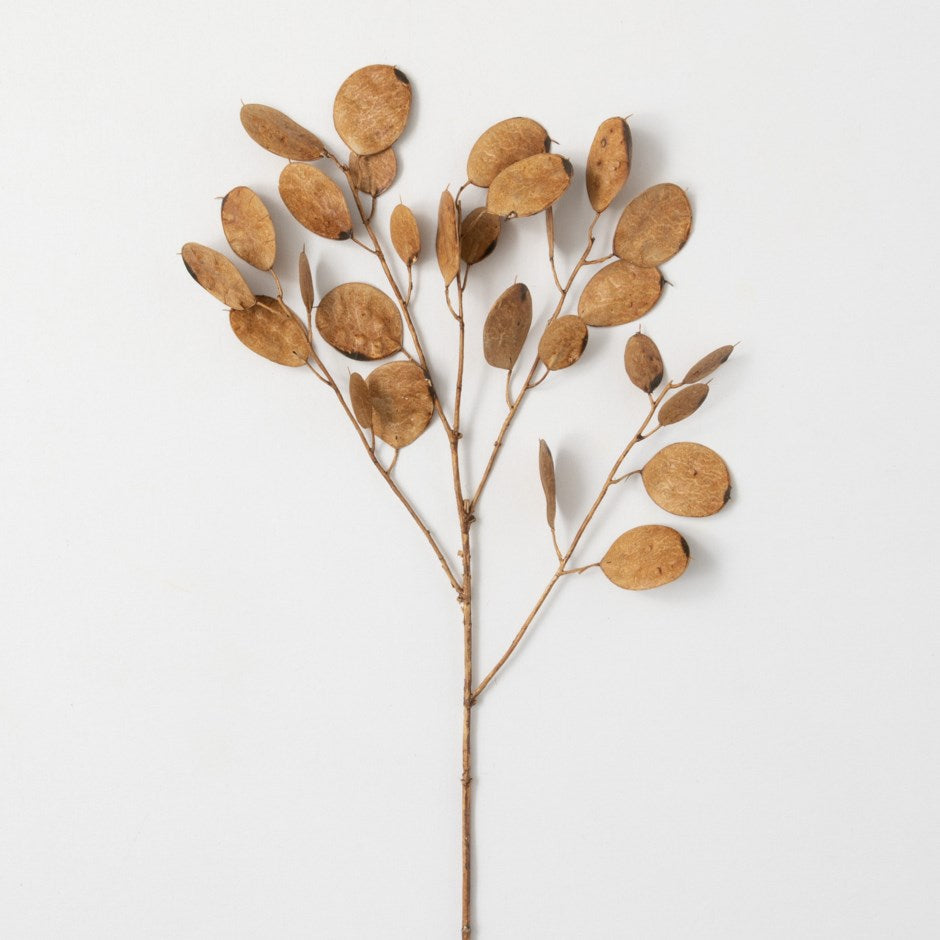 Branche de Linaria